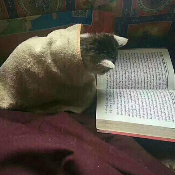 牛 「MOO 」公社