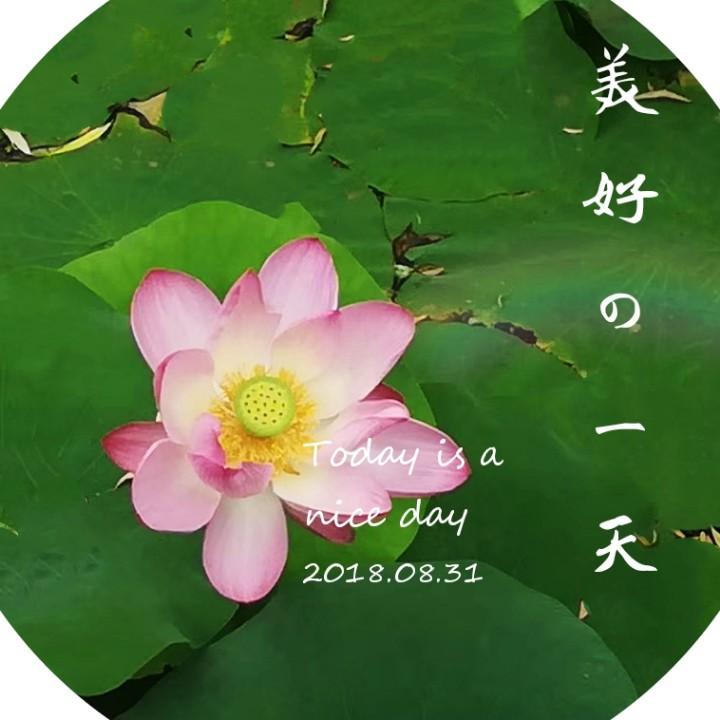 小琪