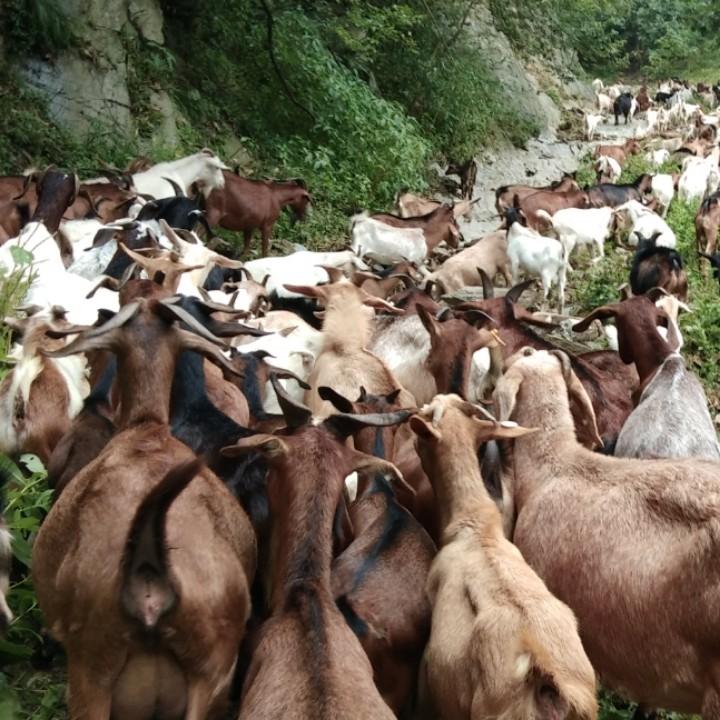 隆君余生态养殖场