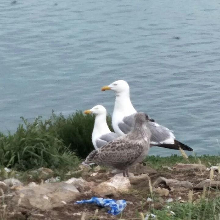 阿丽玛