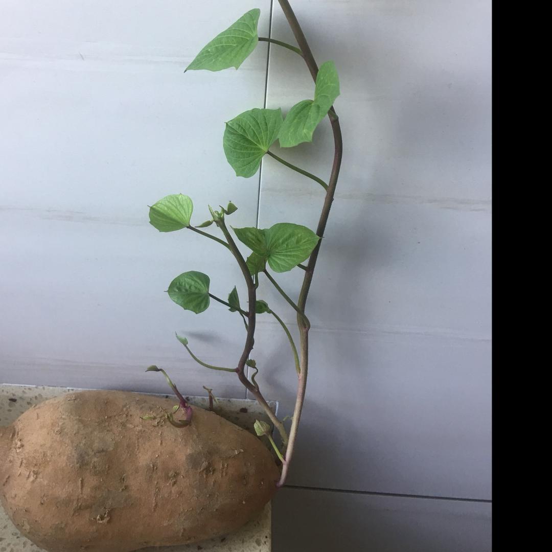 lagom不多不少刚刚好