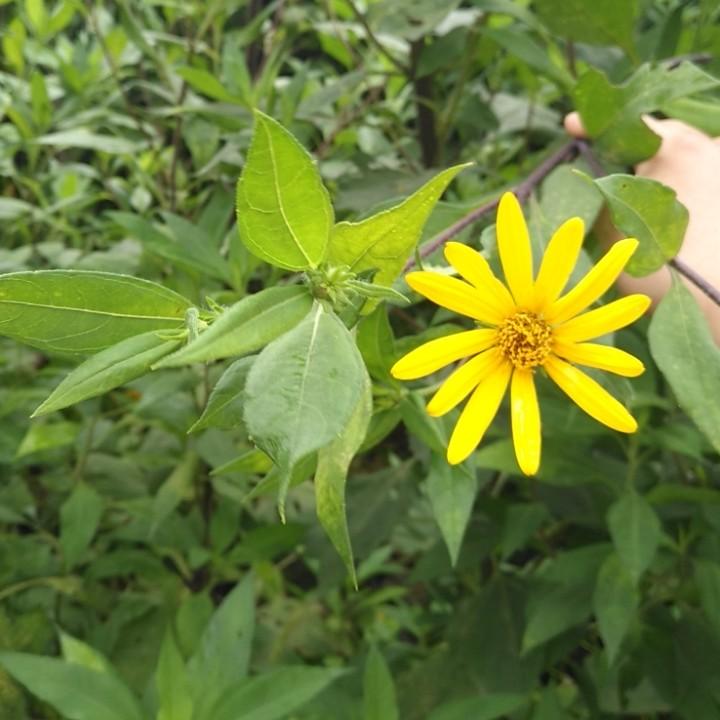 飘渺
