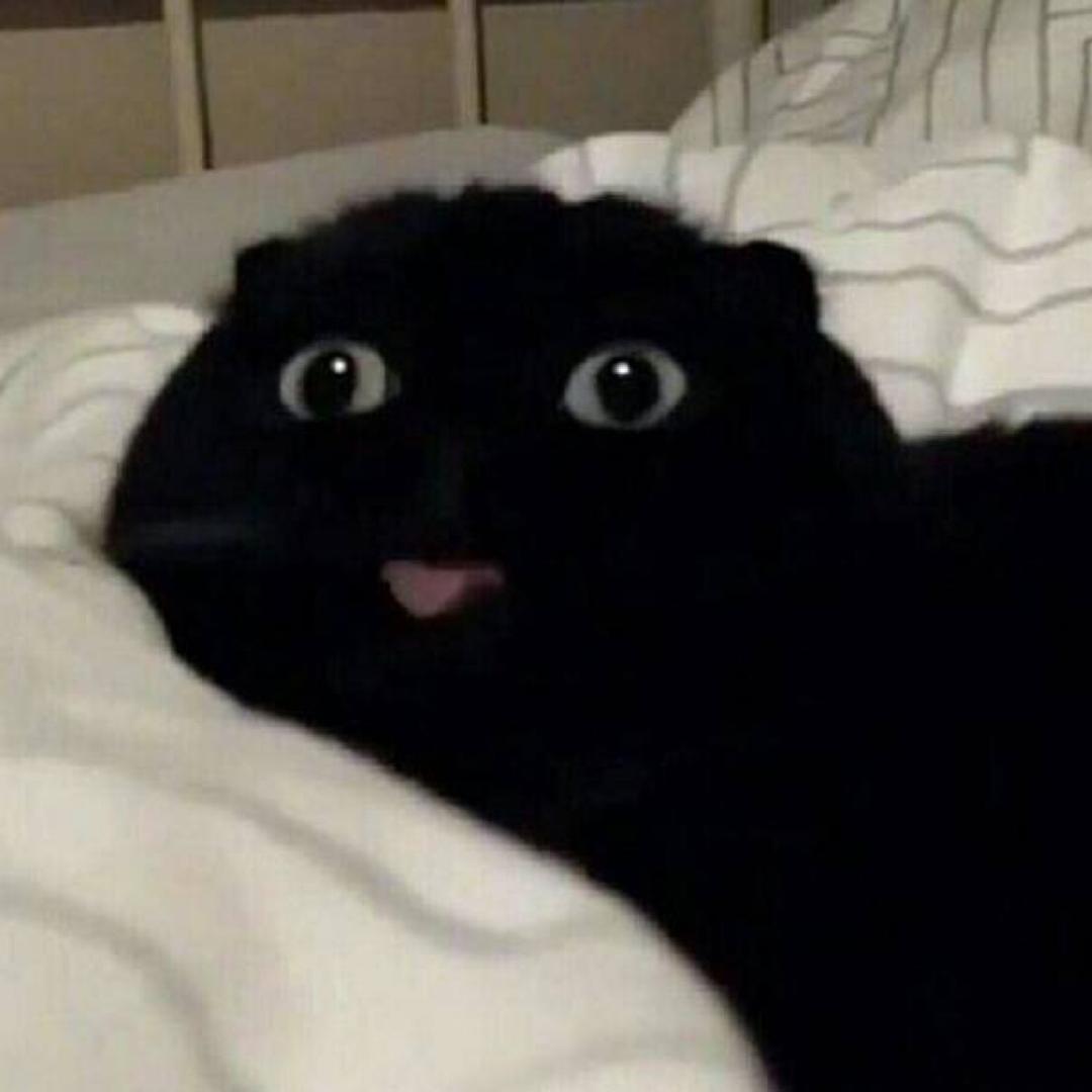 黑黑是黑猫