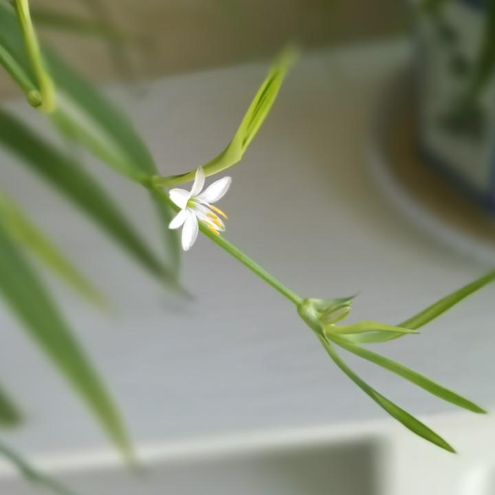 零晨
