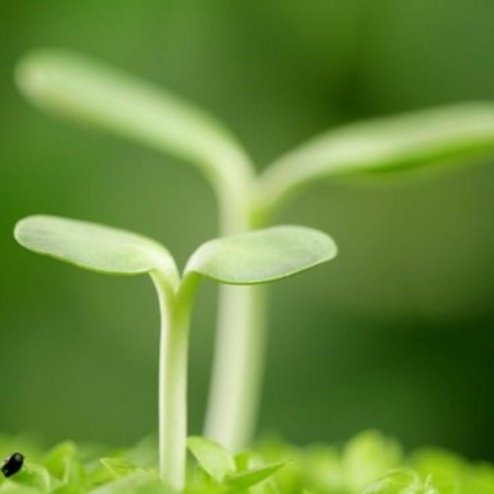 清风 拂