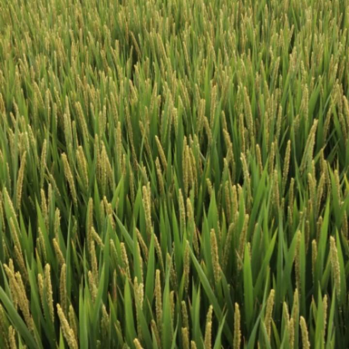 正强哥