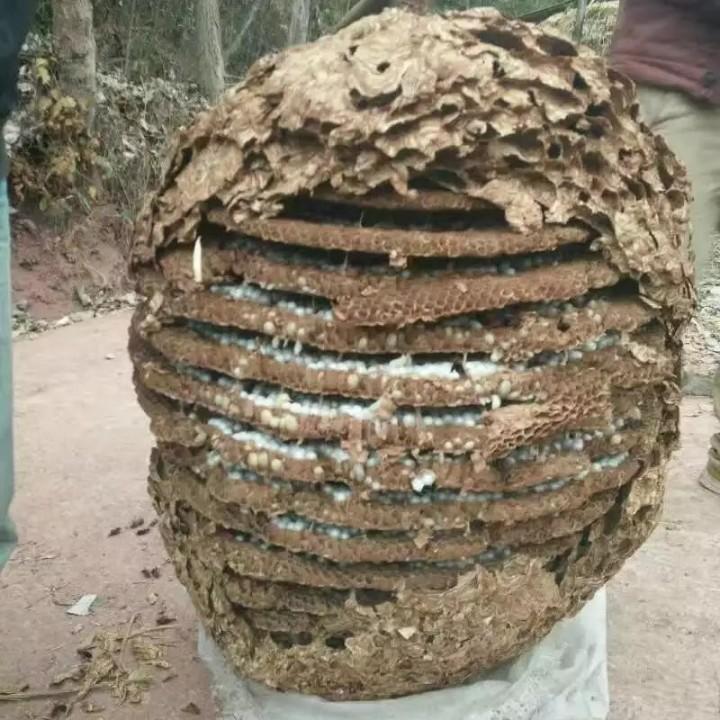 鹏飞万里
