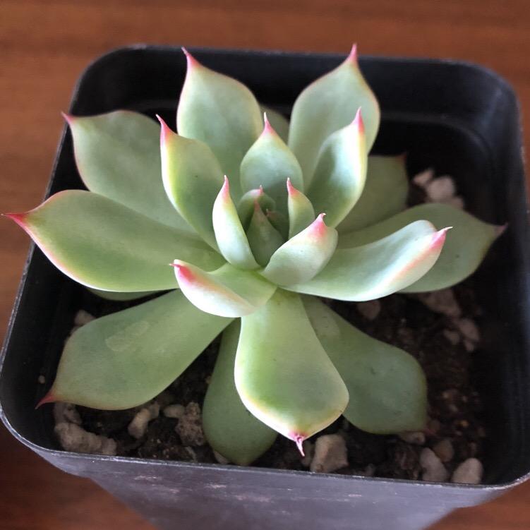 羊羊