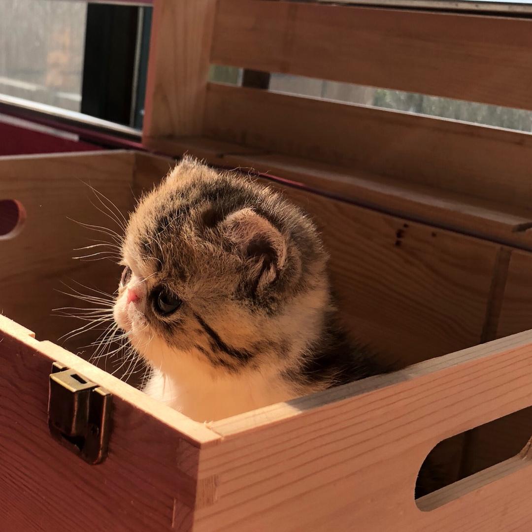 长垣市猫咪森林猫咖