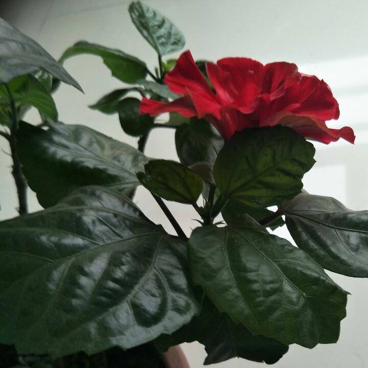 平和