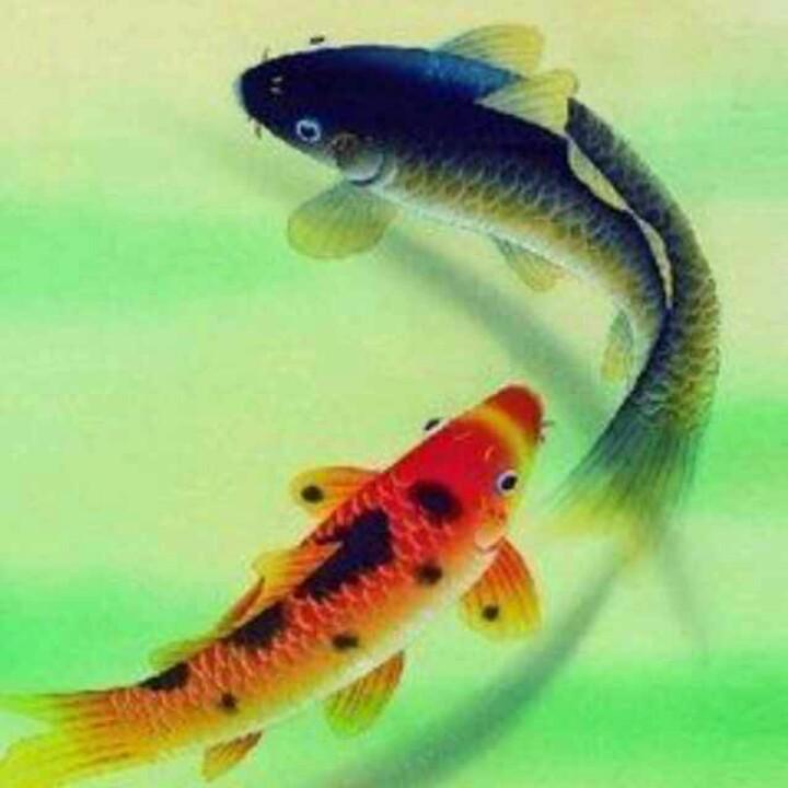 快乐鱼🐠