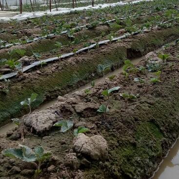 横溪草莓西瓜园