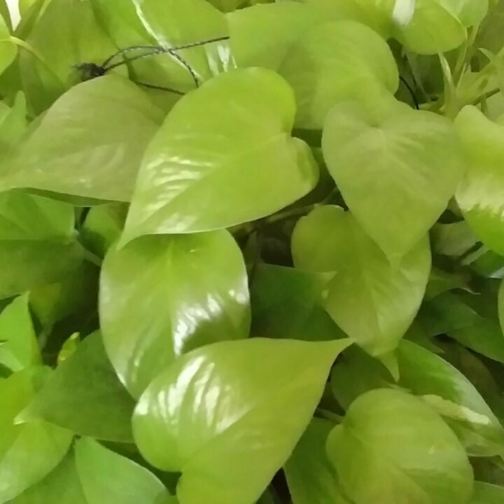 爱如若初2025农历七月初十（永念父亲）