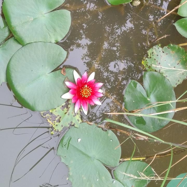 睡莲问荷花