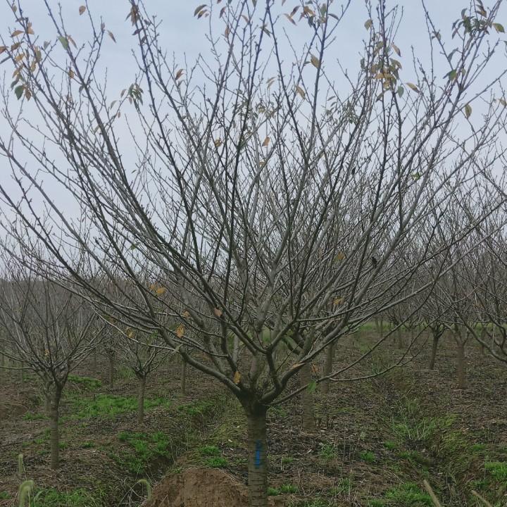 合肥永树园林绿化工程有限公司
