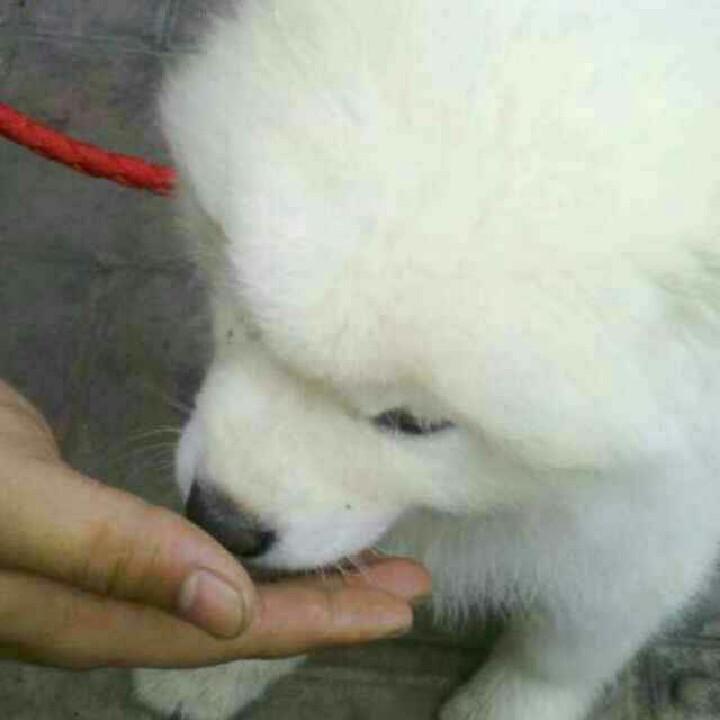 huhuanig