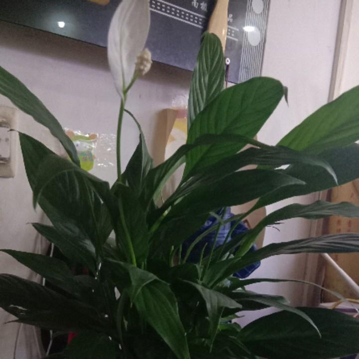 三百六十五里路