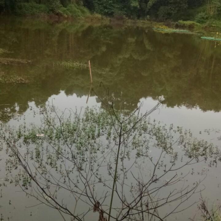 多情浪子