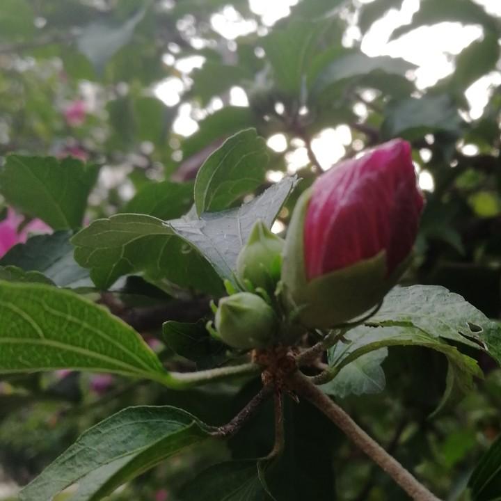 花得