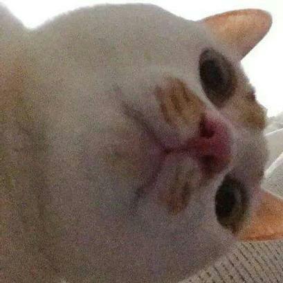 QQ