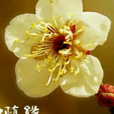 丢了幸福的🐷