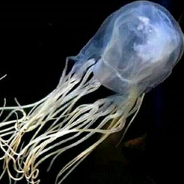 舞动生命奇迹