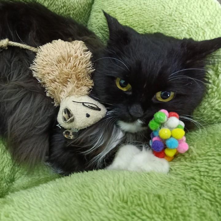 🍋小小小小小的喵