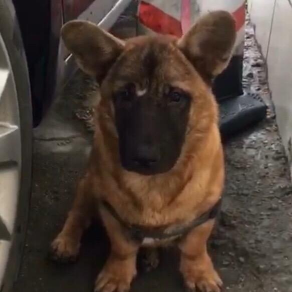 李烧鹅🐶