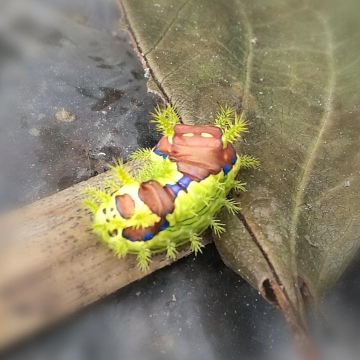 毛毛虫39