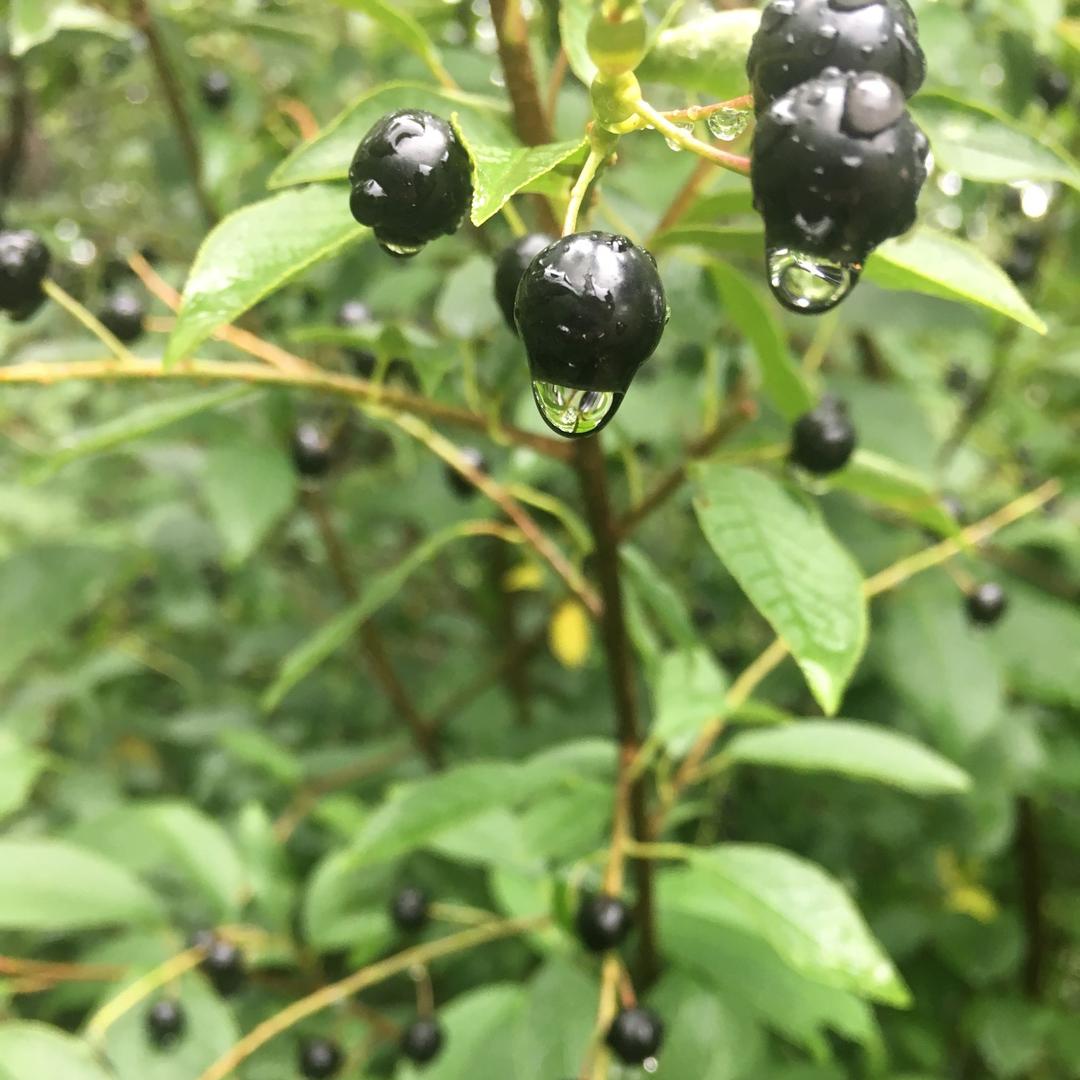 黄猛(一局不输)