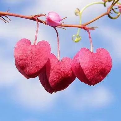 ⃟💞এ沈᭄采ꦻ奕奕ꦿᭁ