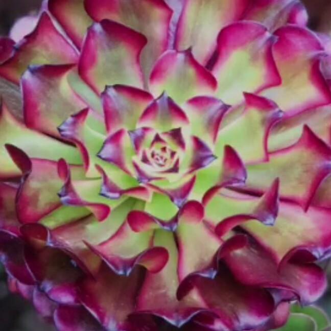 可可家的法师园