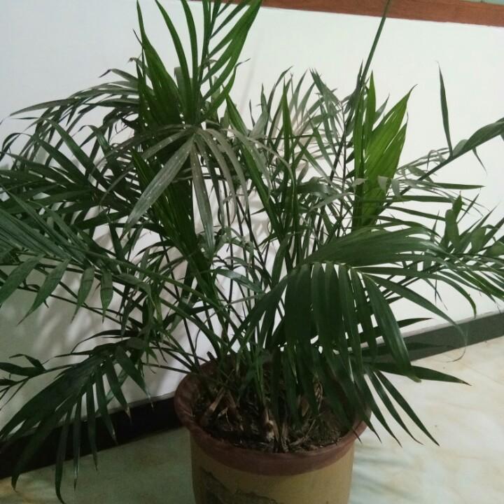我是红尘一缕烟