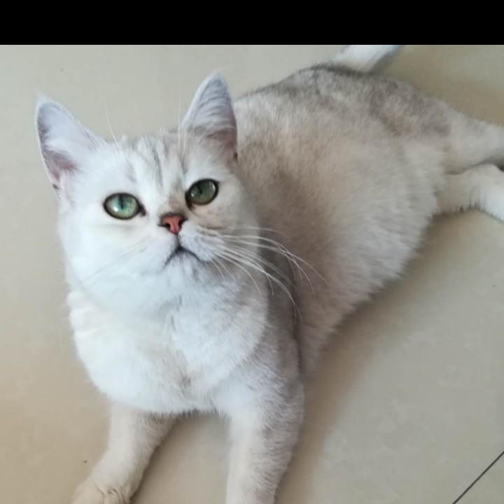 北戴河猫（复制抖音号）