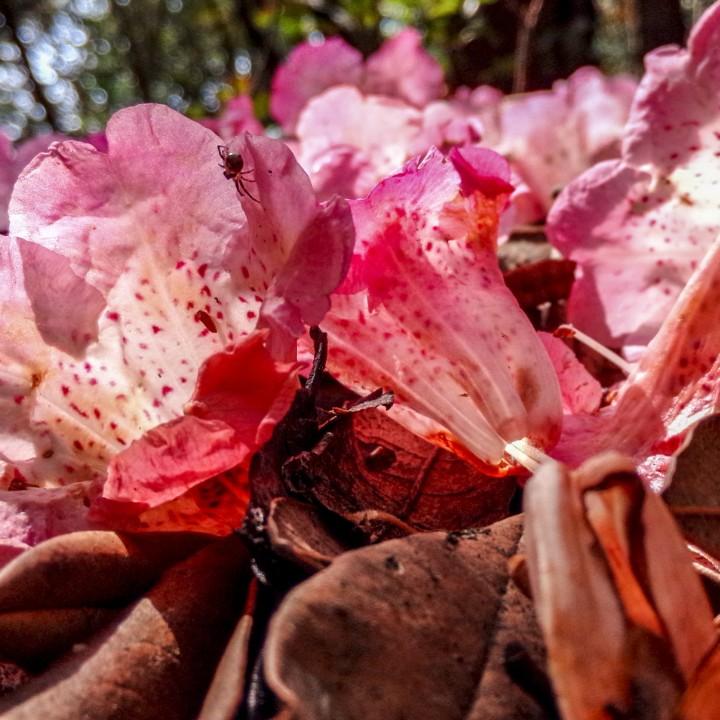 凤穿牡丹