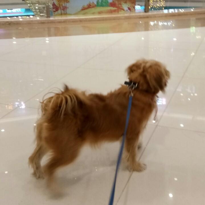 琥珀