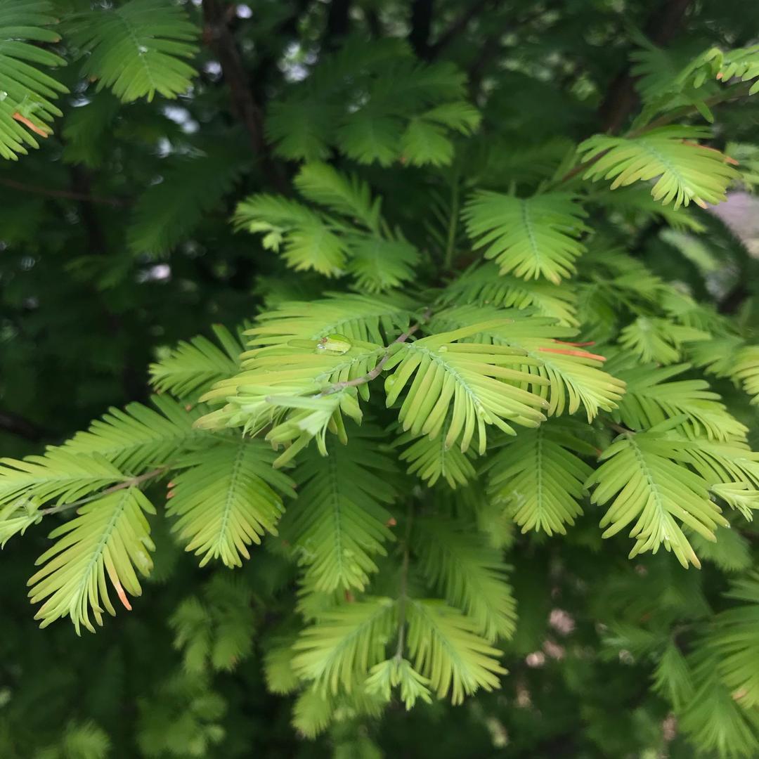 天涯严选好物