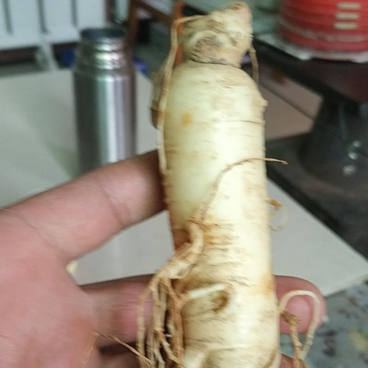 春意盈然