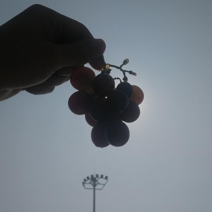 葡小萄
