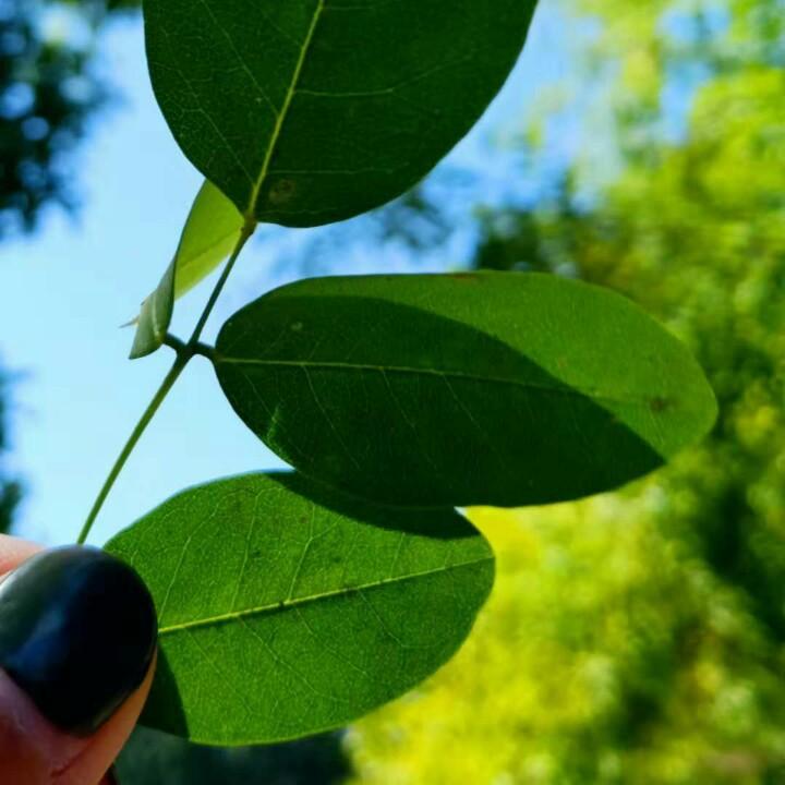 幸福一枝花