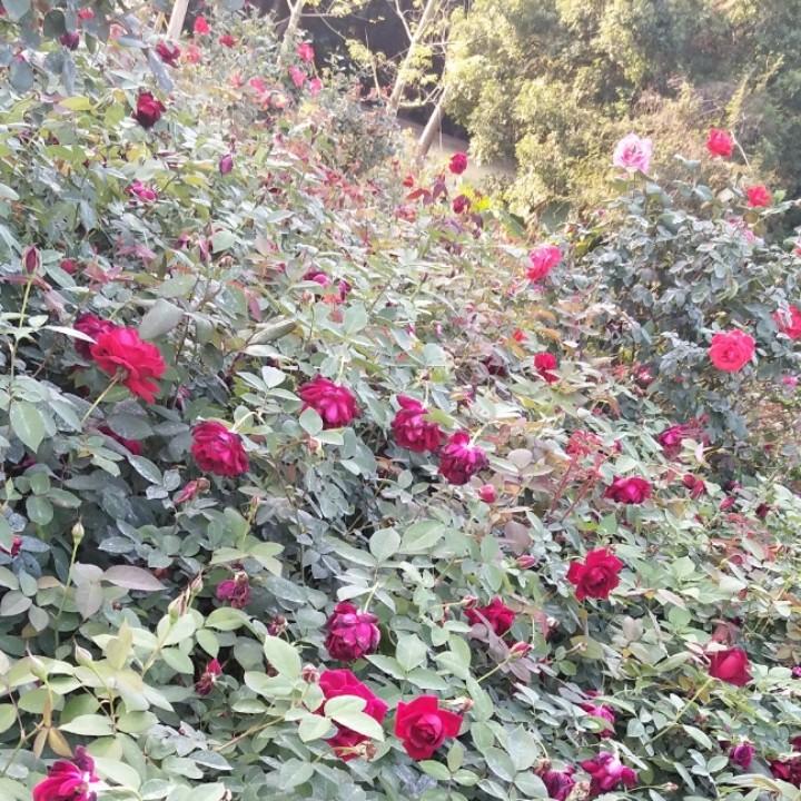 桃花源