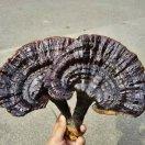 桂林灵芝黄精专业种植