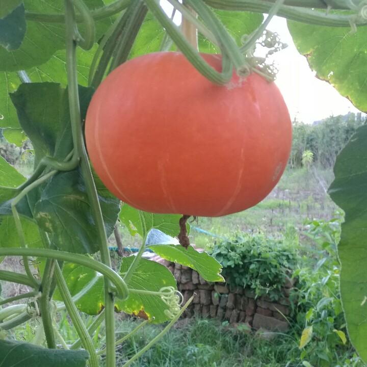 根实芳华