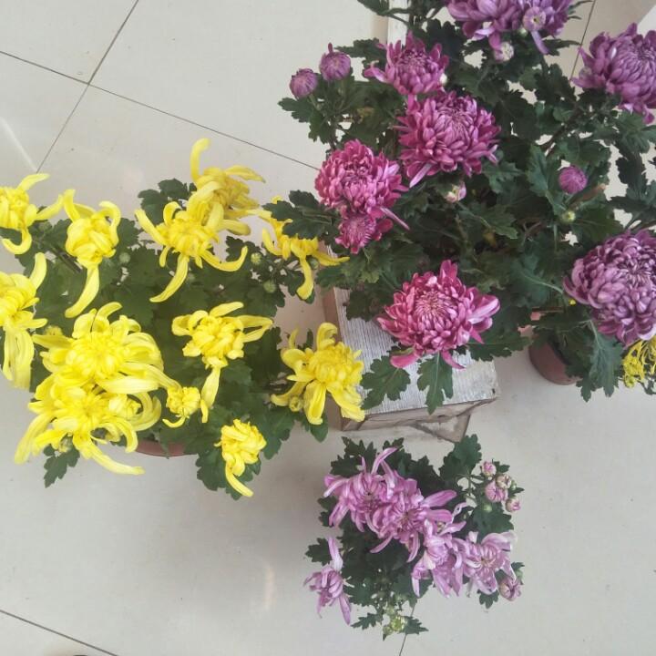 我命由我不由天