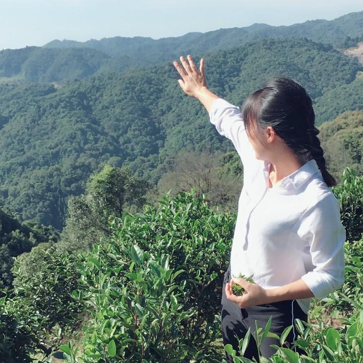 龙门高山手工茶美