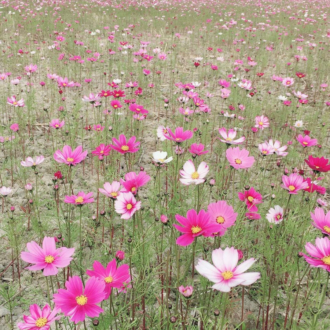 莹莹