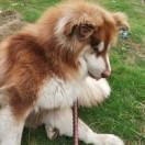 萌犬阿拉（宠物犬猫）