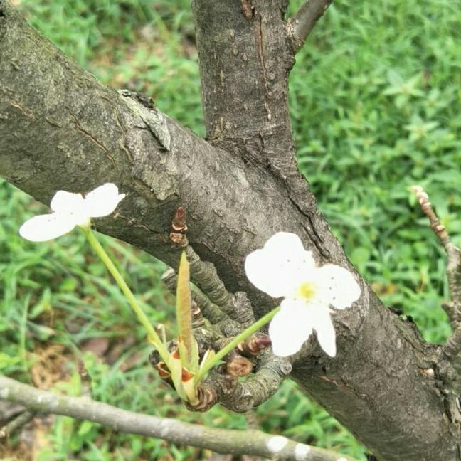 虎子工艺