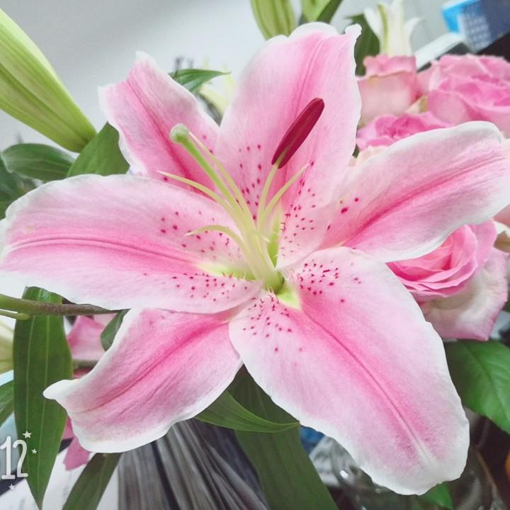 🌈家有馨儿宝百合🌸🌈
