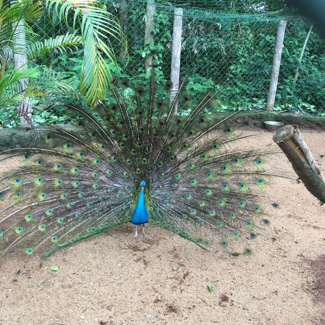 阳光灿烂